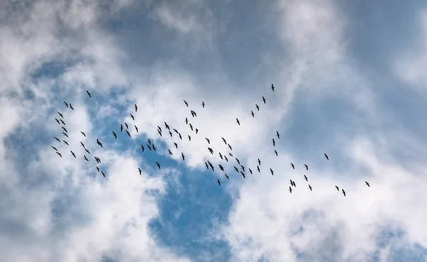 Bando Grous Está Voando Céu Tempestuoso — Fotografia de Stock