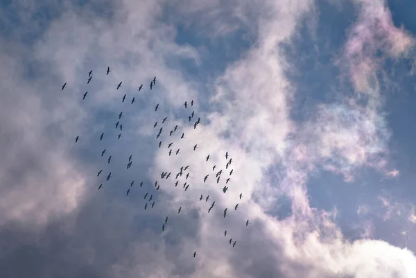 Troupeau Grues Vole Dans Ciel Orageux — Photo