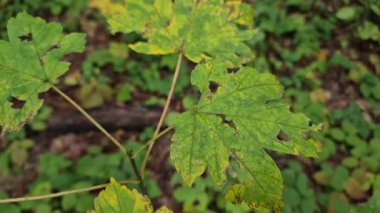 Bir dağ ormanında Acer akçaağaç yaprakları.