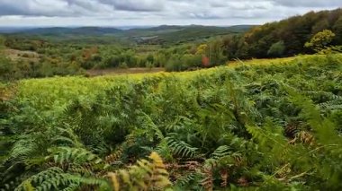 Karpat dağlarının sonbahar manzarası