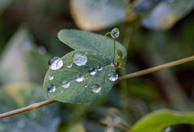 Raindrops on lush green leaves