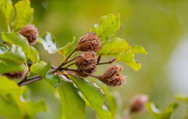 Beech fruit on a branch in autumn