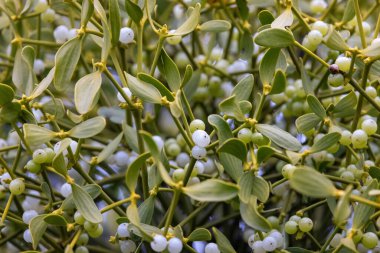 Yaşlı bir ağacın üzerinde renkli ökseotu