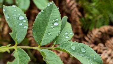 Raindrops on lush green leaves