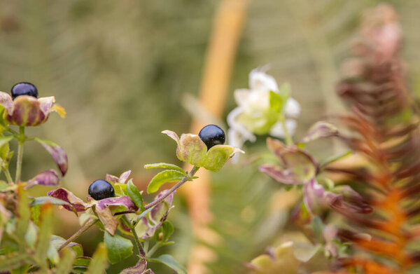 Fruits of the poisonous Atropa belladonna in the forest