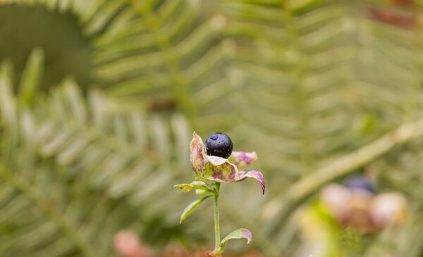 Fruits of the poisonous Atropa belladonna in the forest