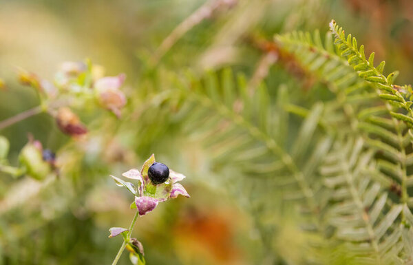 Fruits of the poisonous Atropa belladonna in the forest
