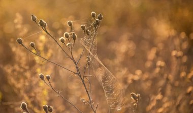 Örümcek ağlarıyla kaplı bir bitki
