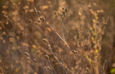 Örümcek ağlarıyla kaplı bir bitki