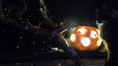 Maine Rakunu ve Cadılar Bayramı Bir balkabağıyla hayat