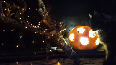 Maine Rakunu ve Cadılar Bayramı Bir balkabağıyla hayat