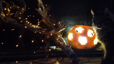 Maine Rakunu ve Cadılar Bayramı Bir balkabağıyla hayat