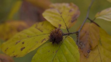 Yellow beech leaves in a mountain forest