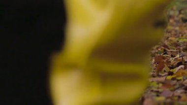 Sarı çizmeli bir adam sonbahar ormanında yürüyor.