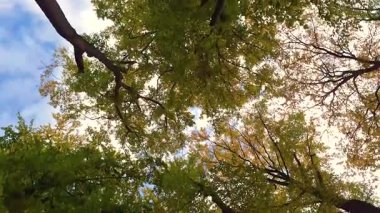 Aşağıdan dağ kayın ormanlarının sonbahar manzarası