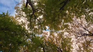 Aşağıdan dağ kayın ormanlarının sonbahar manzarası