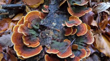 Ağaç gövdesi mantardan etkilenmiş Trametes versicolor
