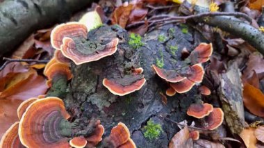 Ağaç gövdesi mantardan etkilenmiş Trametes versicolor