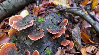 Ağaç gövdesi mantardan etkilenmiş Trametes versicolor