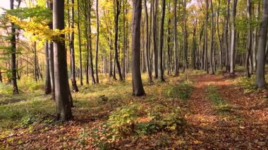 Dağ kayın ormanlarının sonbahar manzarası