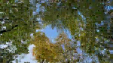 Aşağıdan dağ kayın ormanlarının sonbahar manzarası