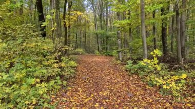 Dağ kayın ormanlarının sonbahar manzarası