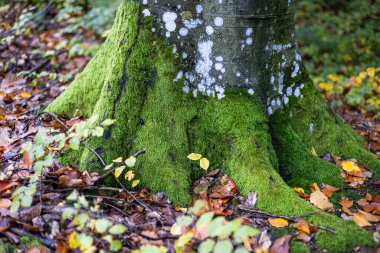 Dağ kayın ormanlarının sonbahar manzarası