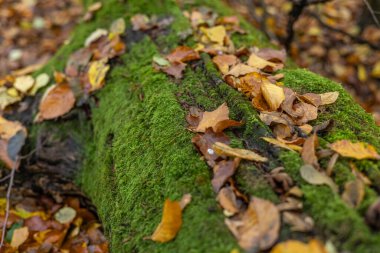 Dağ kayın ormanlarının sonbahar manzarası