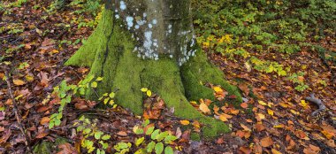 Dağ kayın ormanlarının sonbahar manzarası