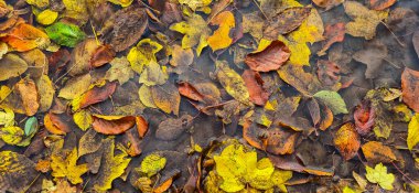 Dağ ormanlarında bir sürü dökülen yaprak