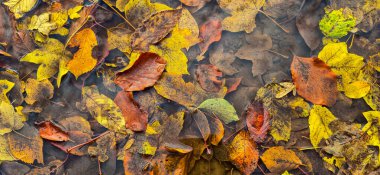 Dağ ormanlarında bir sürü dökülen yaprak