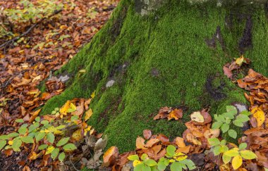 Dağ kayın ormanlarının sonbahar manzarası