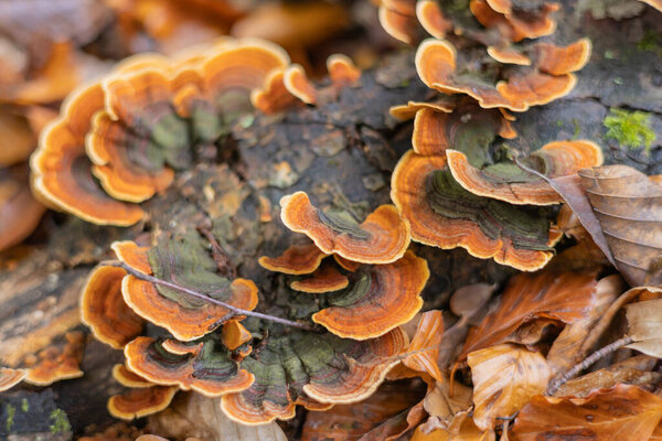 Tree trunk affected by the fungus Trametes versicolor