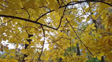 Castanea bir sonbahar dağ ormanında yoğunlaşır.