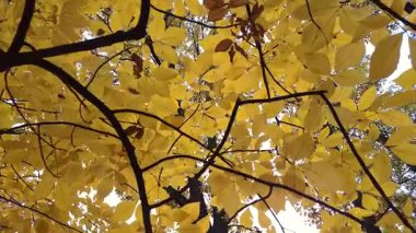 Castanea bir sonbahar dağ ormanında yoğunlaşır.