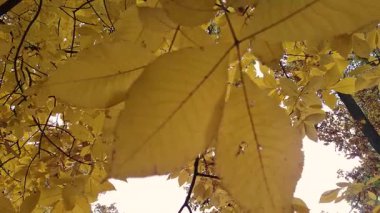 Castanea bir sonbahar dağ ormanında yoğunlaşır.