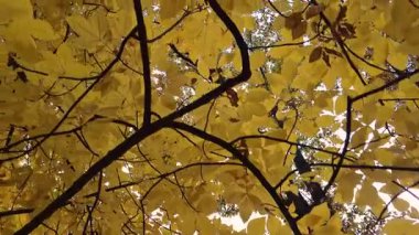 Castanea bir sonbahar dağ ormanında yoğunlaşır.