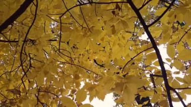 Castanea bir sonbahar dağ ormanında yoğunlaşır.