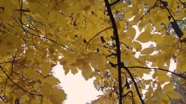 Castanea bir sonbahar dağ ormanında yoğunlaşır.