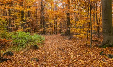Dağ kayın ormanlarının sonbahar manzarası