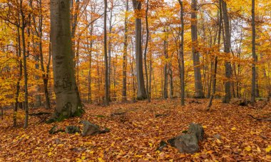 Dağ kayın ormanlarının sonbahar manzarası