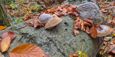 Chaga mantarı ağaçta yetişiyor.