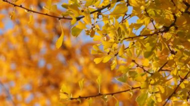 Arka plan için yumuşak odaklı sonbahar ginkgo biloba