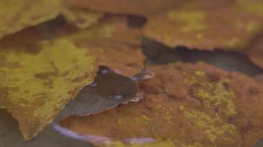 Sudaki yaprakların üzerine bir yağmur damlası düşer