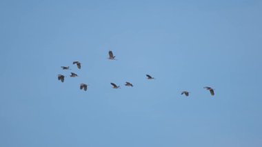 Gri balıkçıl sürüsü Ardea sineması gökyüzünde uçar
