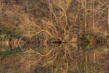 Ormandaki bir gölün kış manzarası