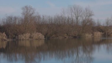 Gölün yüzeyindeki ağaçların yansıması.