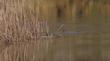 Vahşi bir kış gölünde Fulica atra