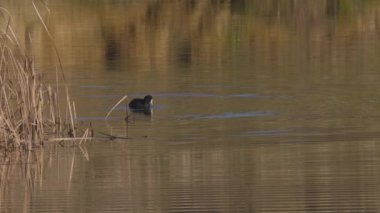 Vahşi bir kış gölünde Fulica atra