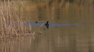 Vahşi bir kış gölünde Fulica atra